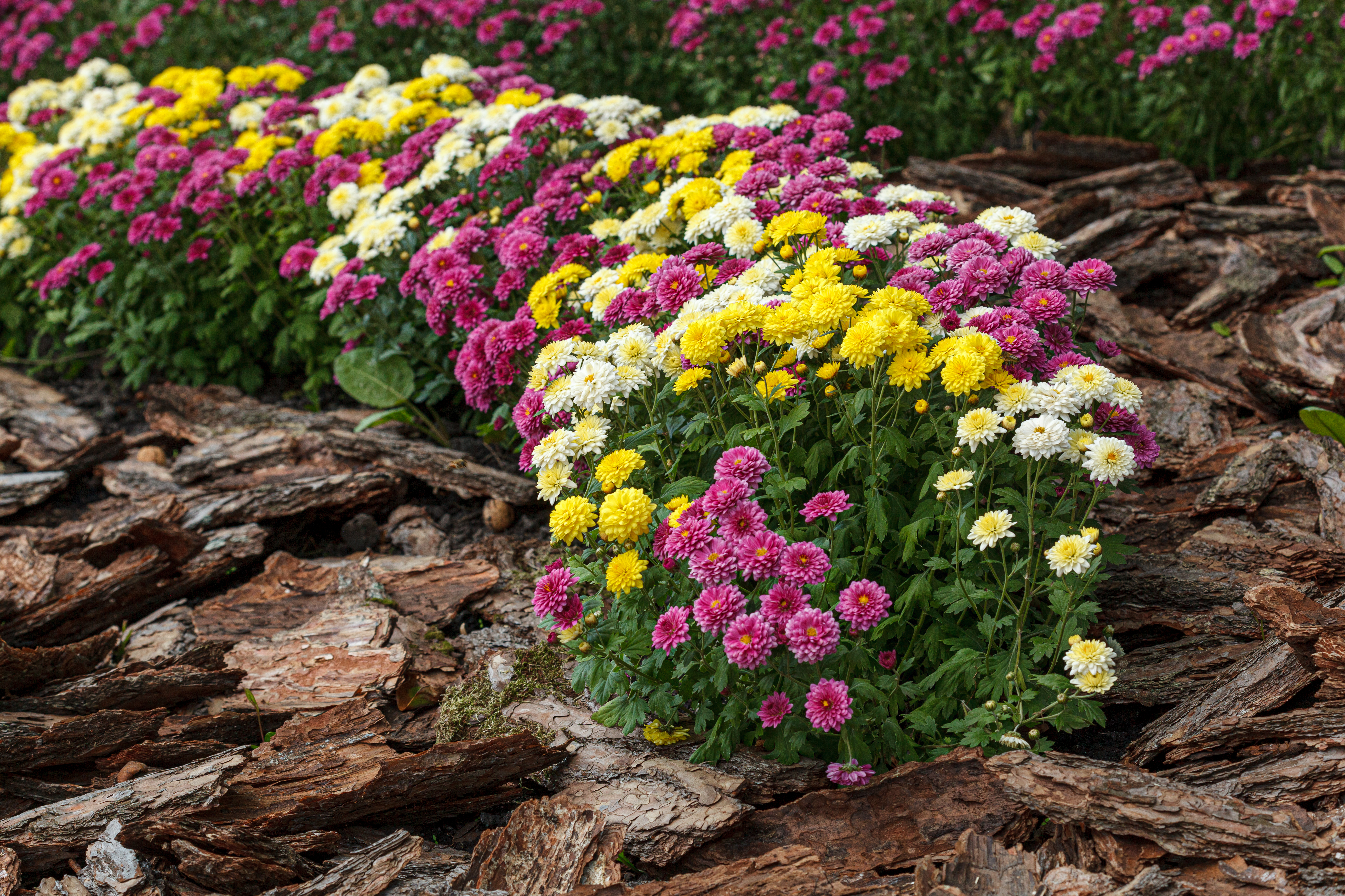 Aménagement et création de jardin