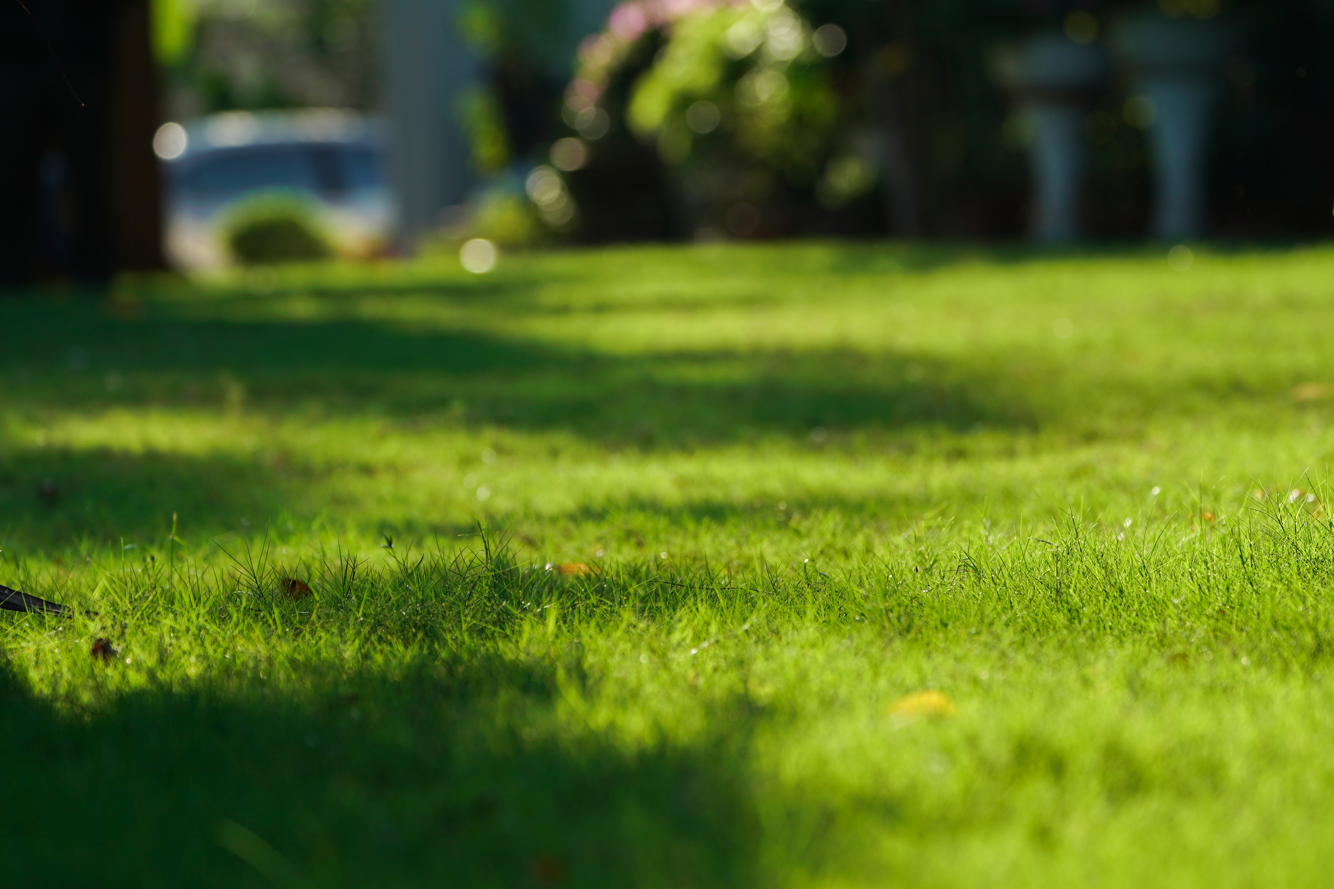 Engazonnement et aménagement de jardin